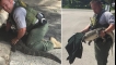 Hrabri policajac je spasio mladunče aligatora