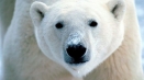 Kako preživjeti kada sretnete polarnog medvjeda...