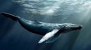 Plavi kit: šta je to i šta još stvarno (ne) zna...
